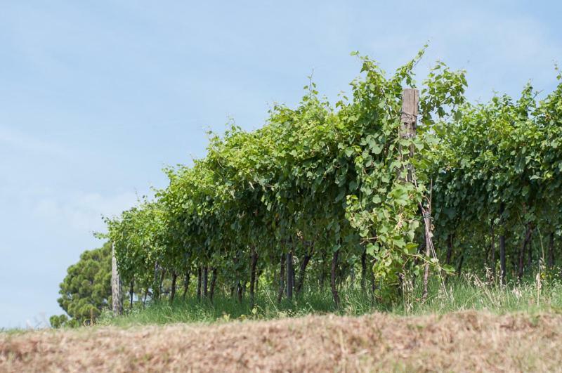 Sarcedo La Costa Fattoria Socialeヴィラ エクステリア 写真